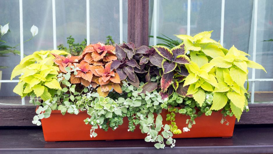 bylina na jasny balkon