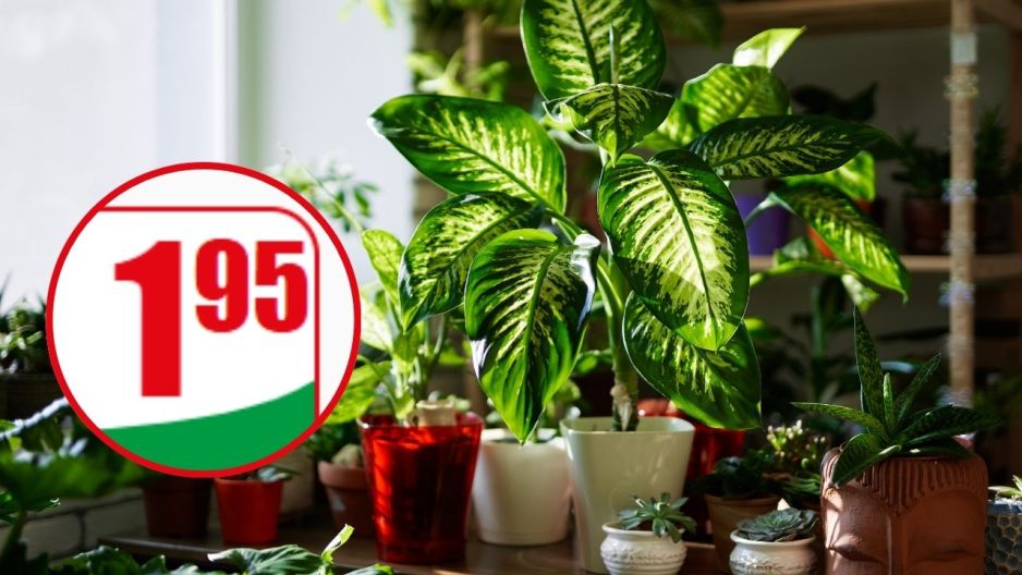 Eliksir do roślin Dino