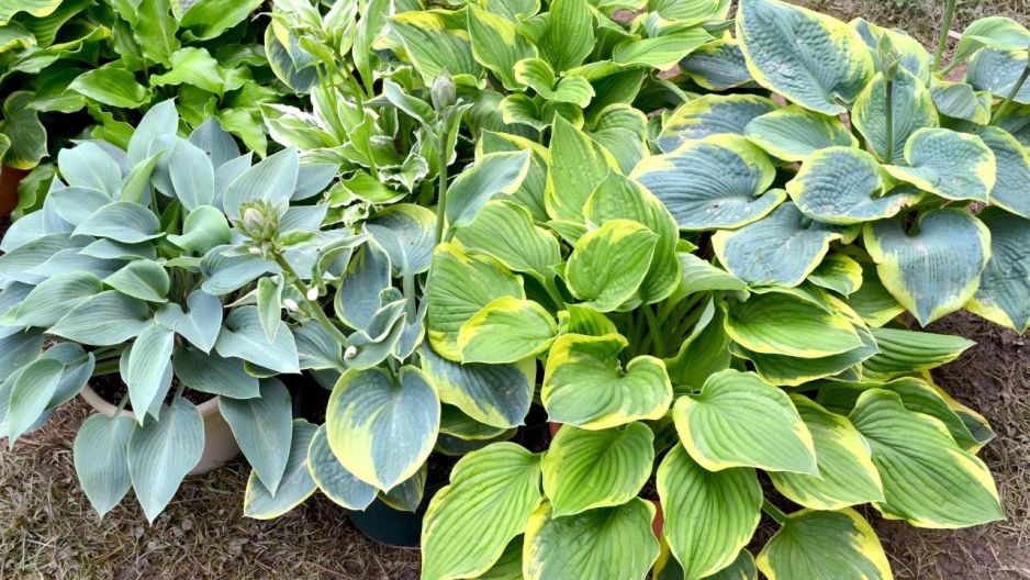 Funkia na północny balkon