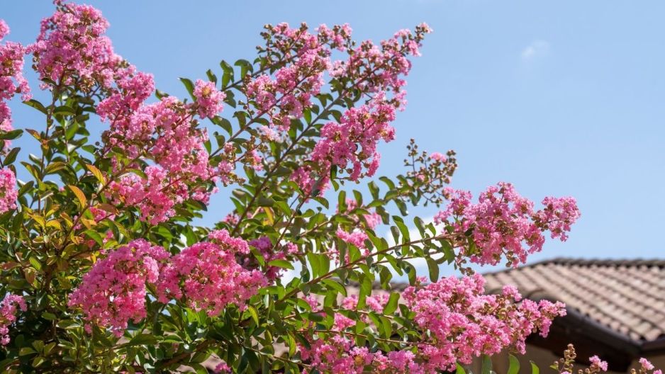 Lagerstroemia indyjska