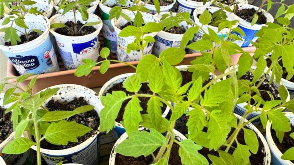 sadzonki pomidorów