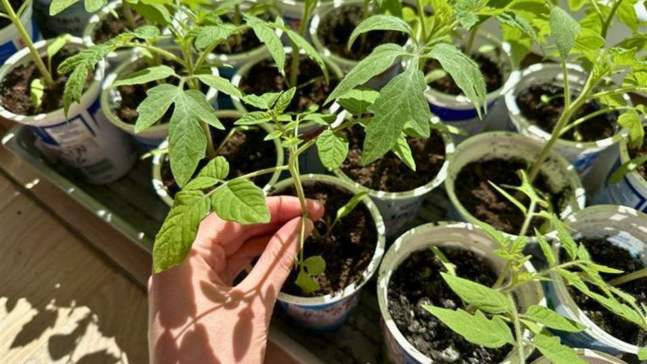 sadzonki pomidorów