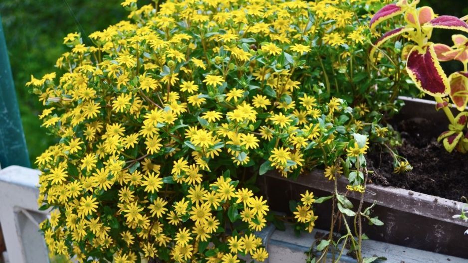 sanwitalia rozesłana polegnatka na balkonie