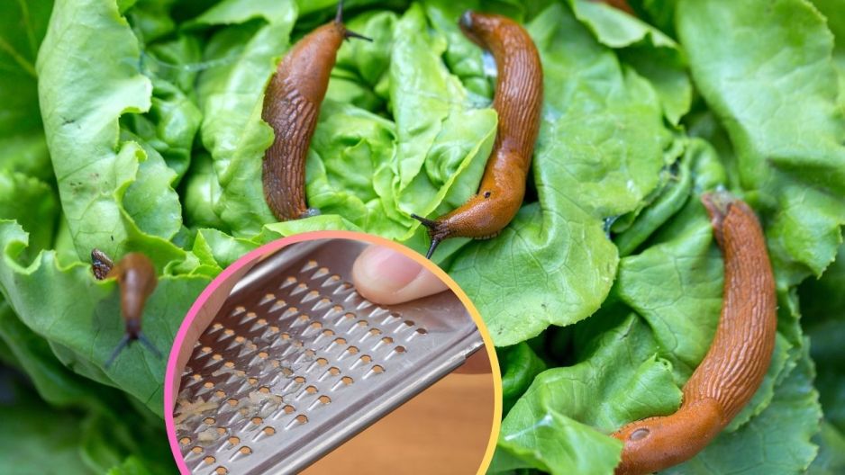 ślimaki domowy trik