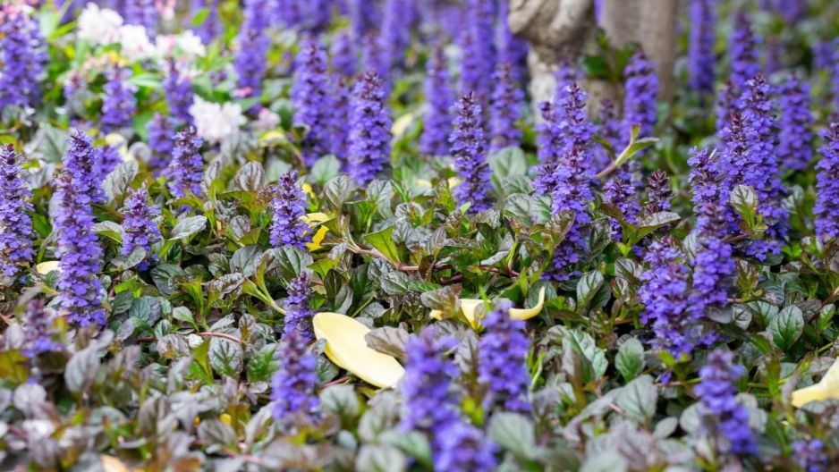 dąbrówka rozłogowa