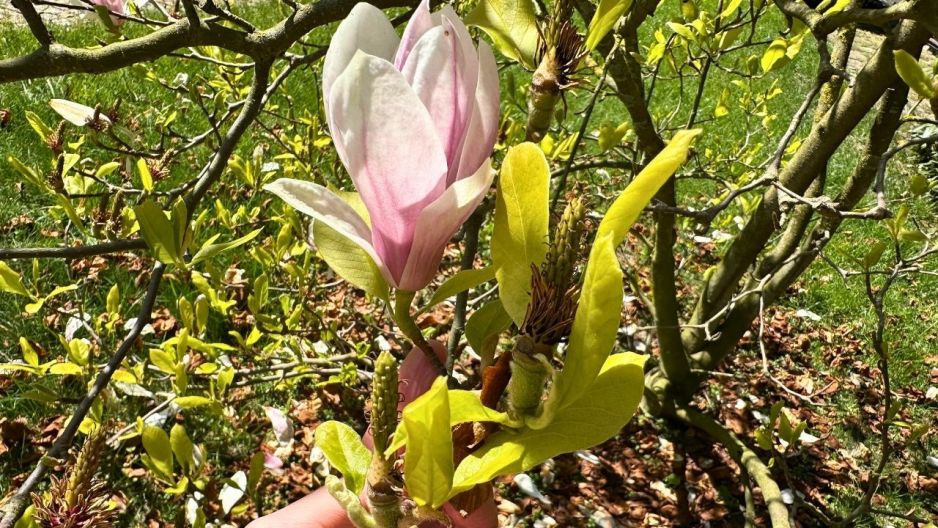 magnolia