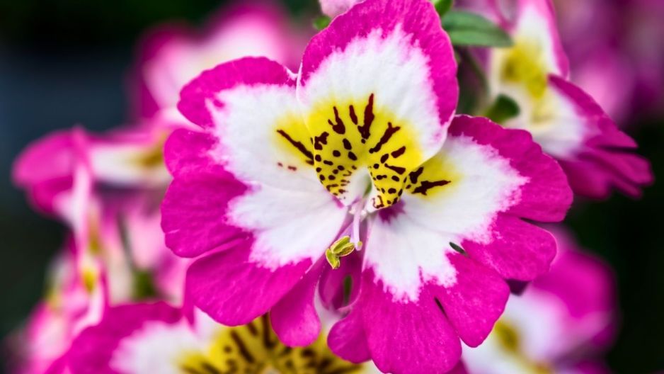 motylek storczyk ubogich, Schizanthus