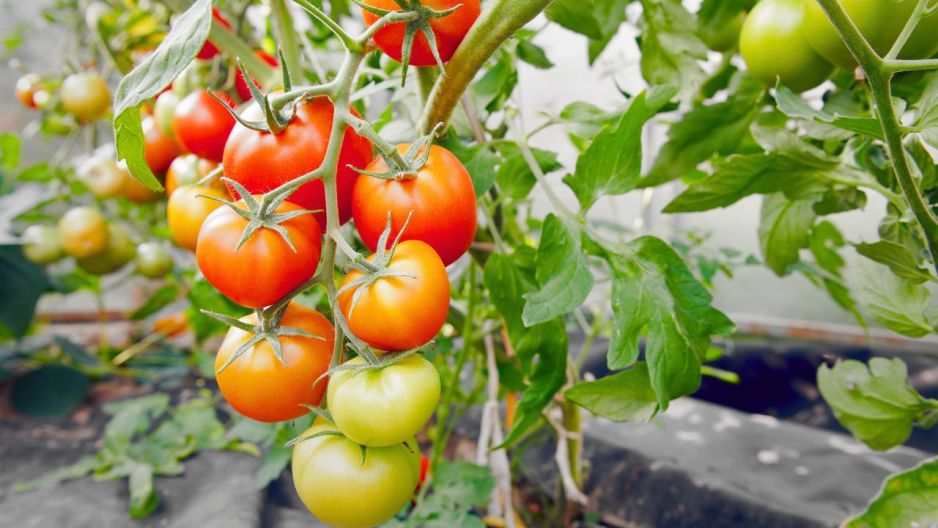 pomidory nawóz