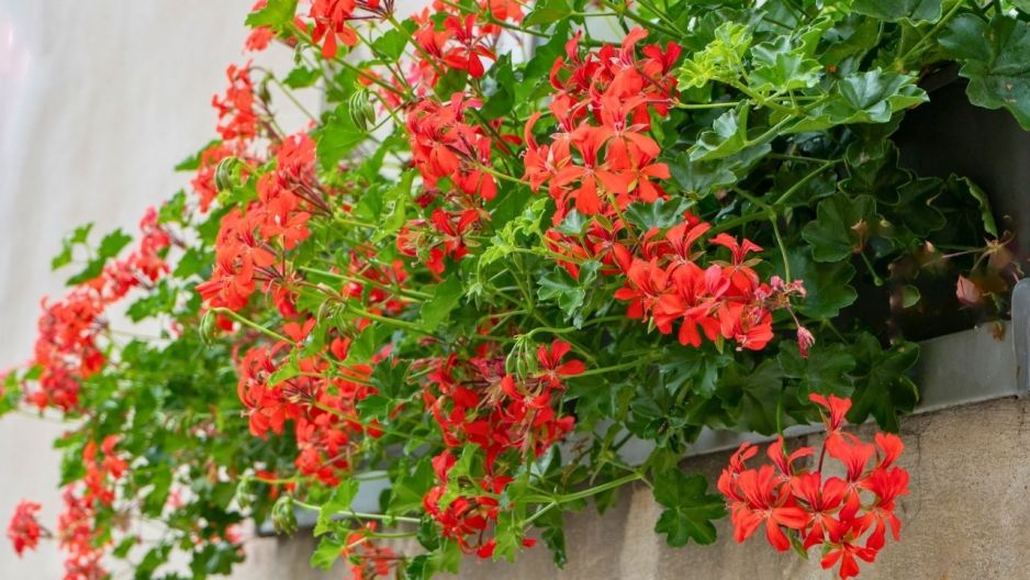 pelargonie