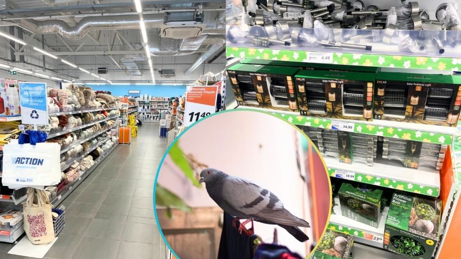 odstraszacz solarny zwierząt i ptaków