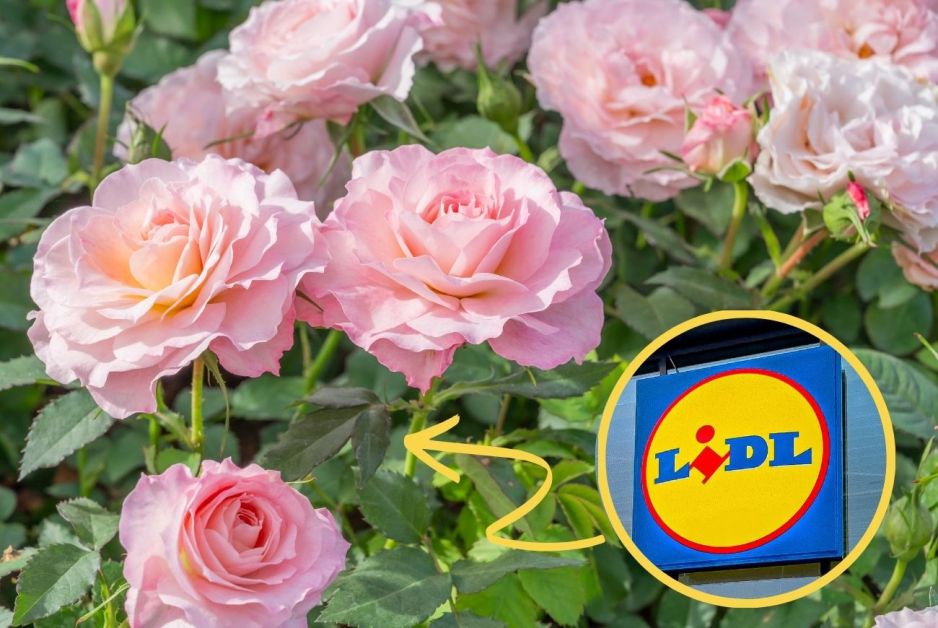 Pergola na róże z Lidla