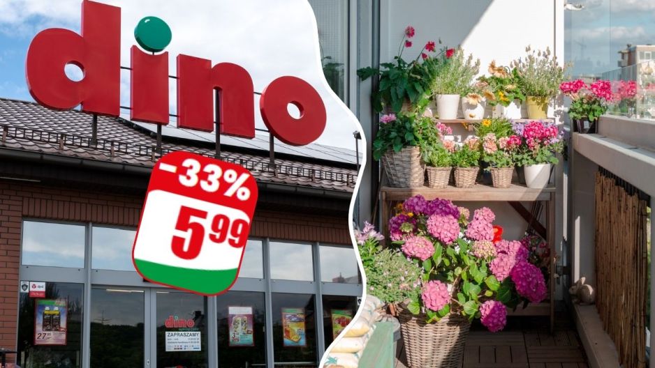 Stokrotka afrykańska z Dino