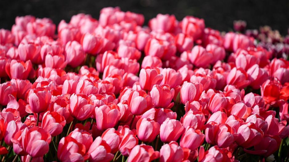 tulipany