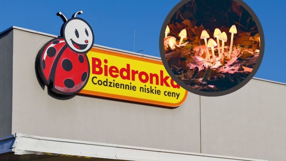 biedronka solarne grzybki