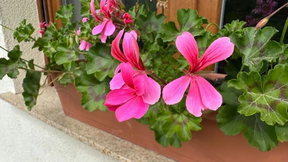 pelargonie