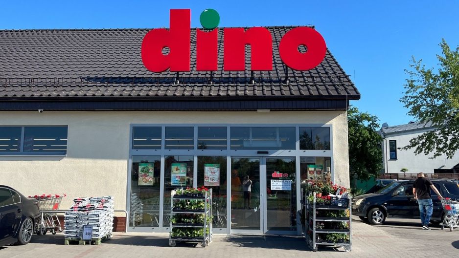 Kwiat kalanchoe z Dino