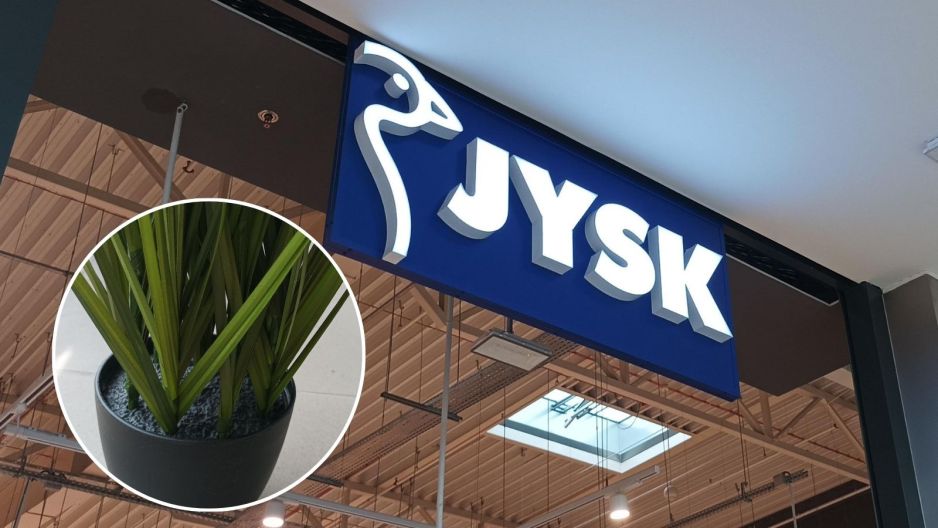 Roślina z Jysk