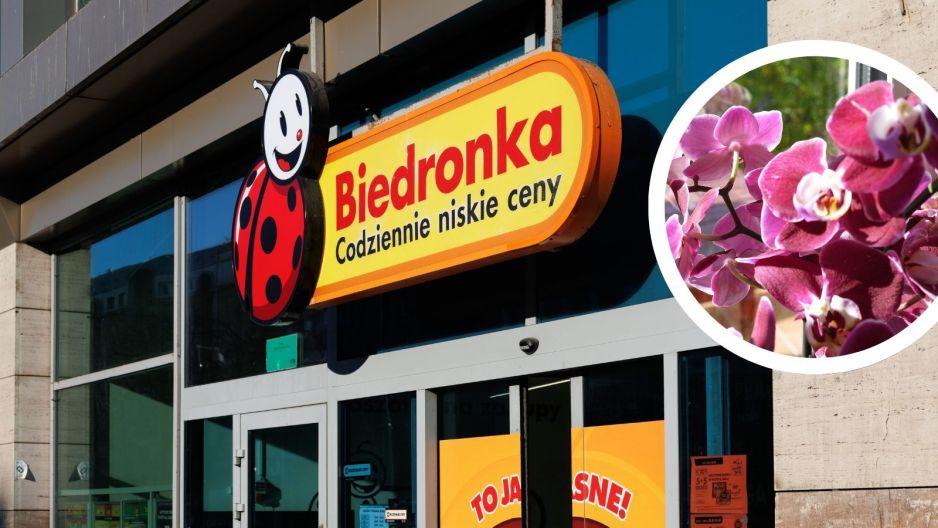 biedronka