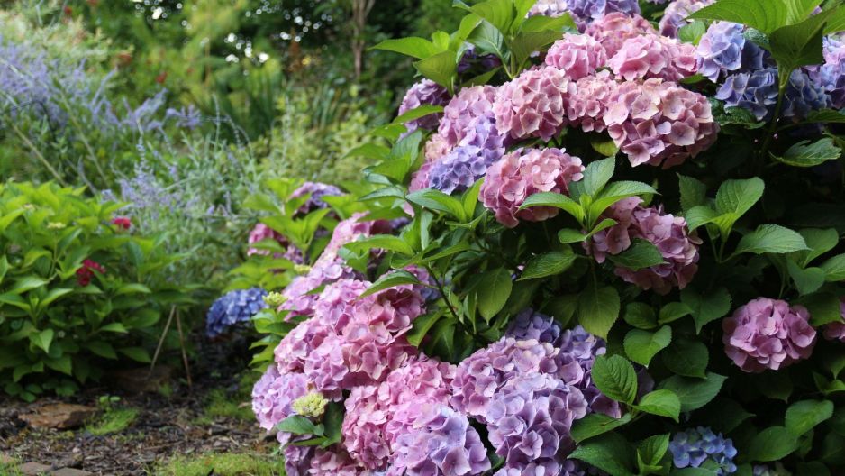 hortensje