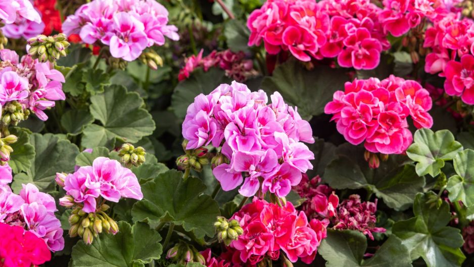 pelargonia