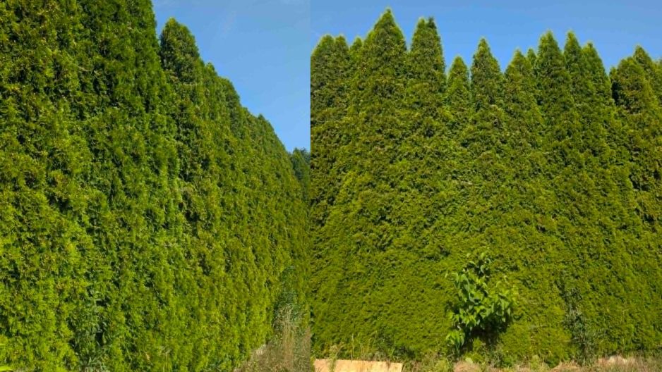 tuje