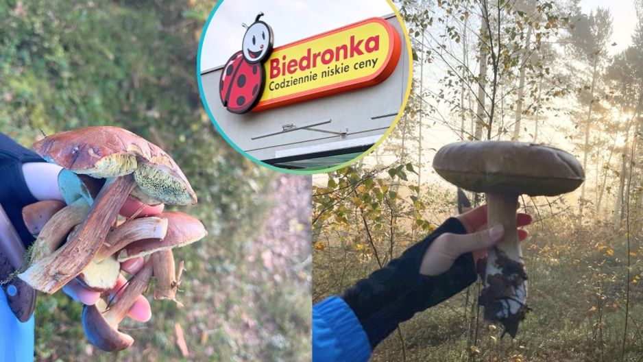 grzyby Biedronka kosz wiklinowy