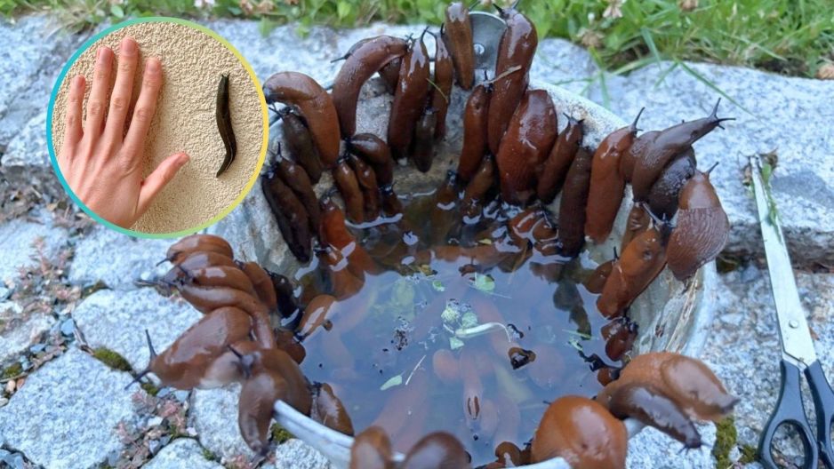 ślimaki