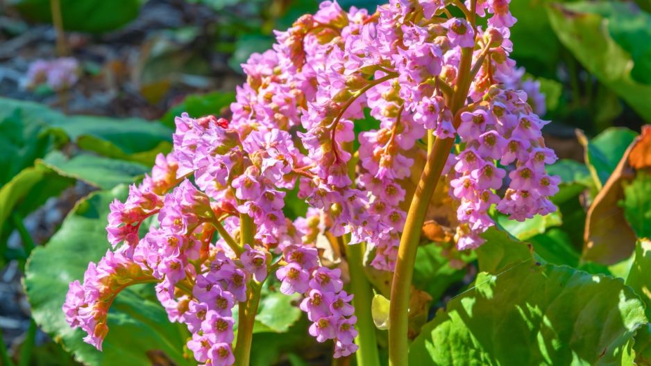bergenia sercolistna