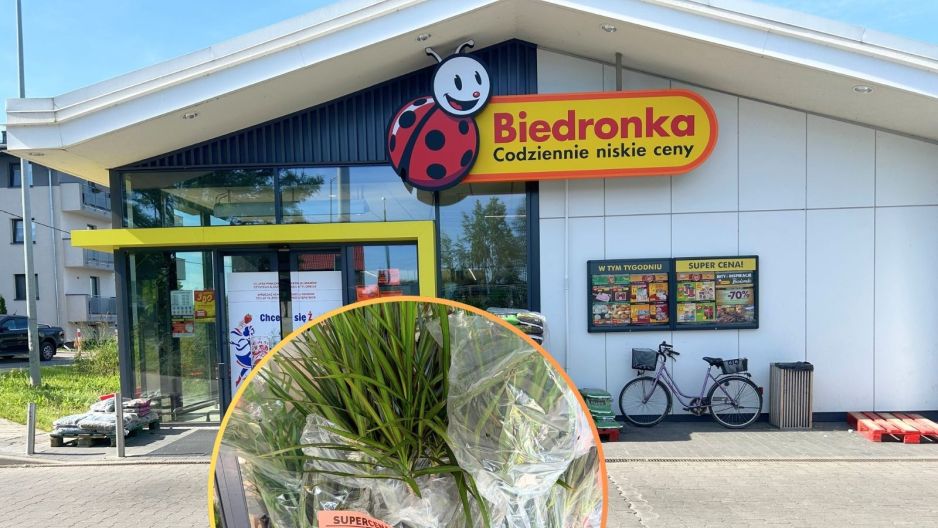 dracena Biedronka