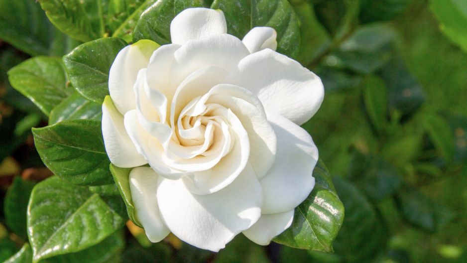 gardenia