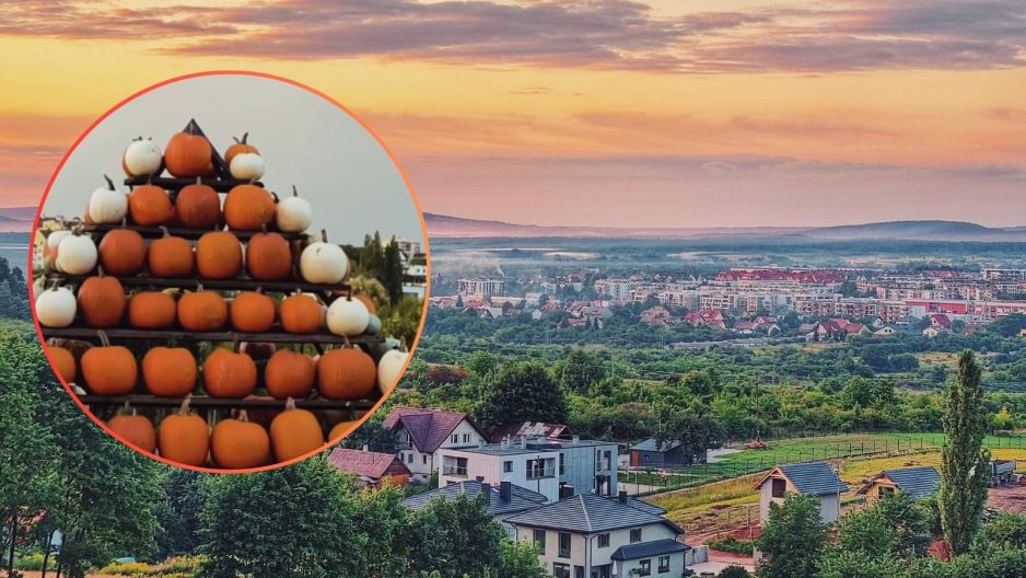Farma dyniowa w Kielcach