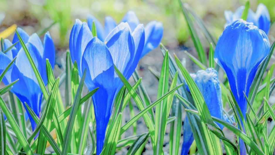 krokus Sky Blue