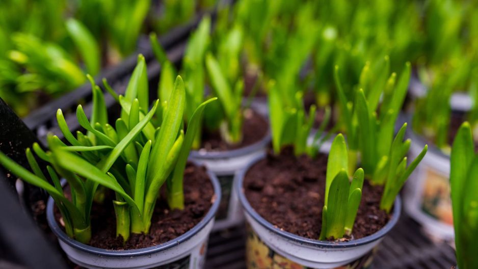 tulipany