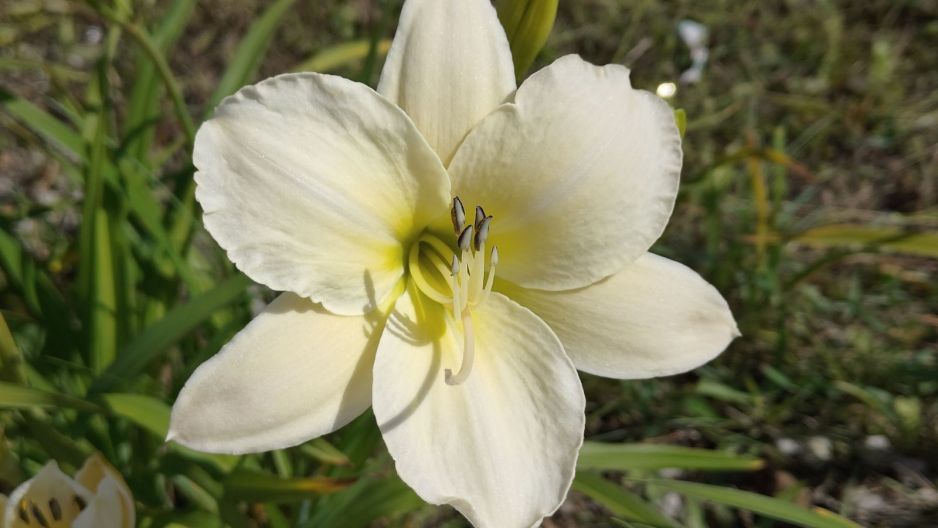 liliowiec