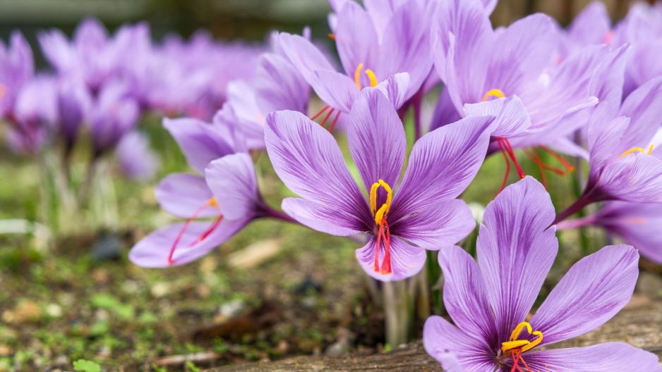 krokus jesienny