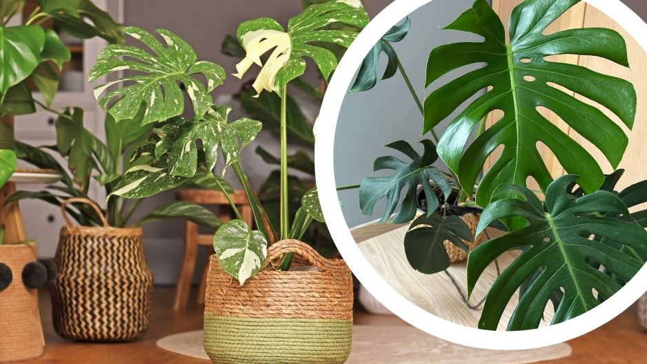 monstera