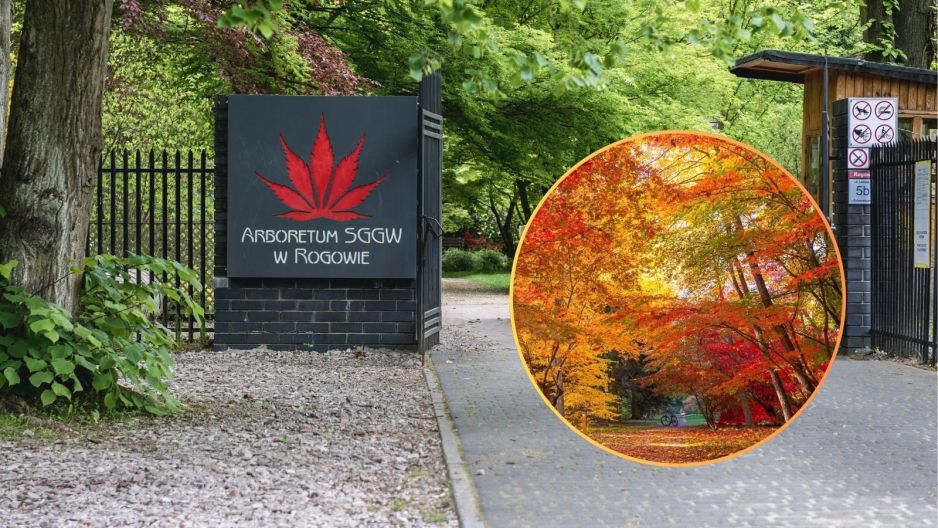 Arboretum w Rogowie
