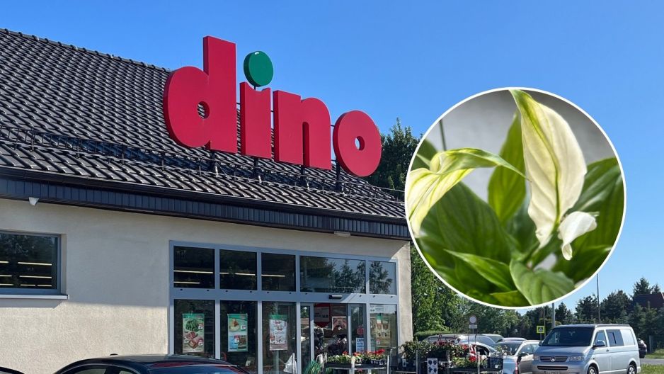 Skrzydłokwiat z Dino