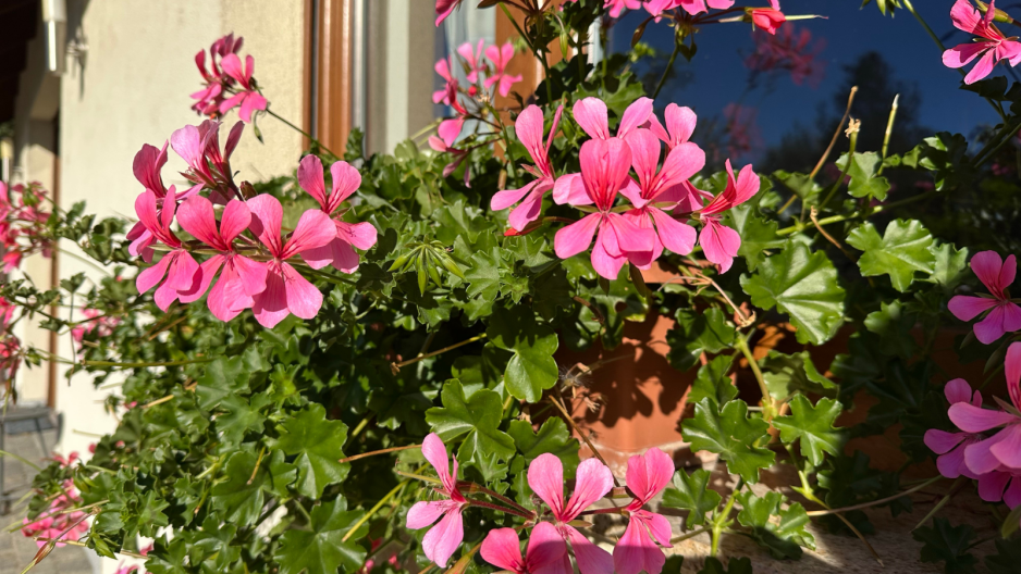 pelargonie