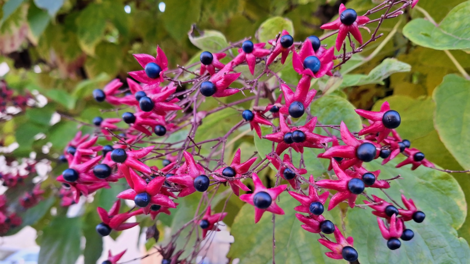 Klerodendron
