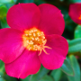 portulaka