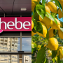 perfumy Hebe