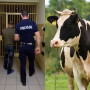 policja