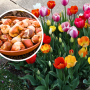 tulipany