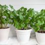 pelargonie