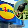 lidl szpaki lampki solarne